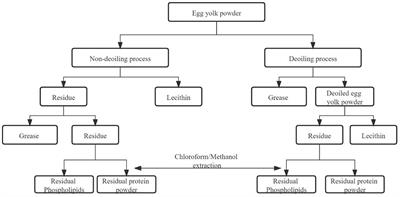 Perspectives on lecithin from egg yolk: Extraction, physicochemical properties, modification, and applications